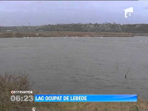 O fostă balastieră de la marginea Buzăului a devenit refugiul perfect pentru lebede