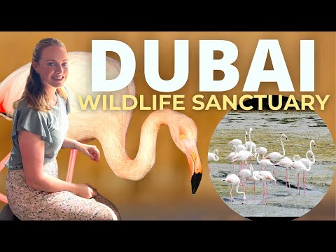 Ras Al Khor Wildlife Sanctuary | Free Flamingo Park attraction in Dubai, UAE
