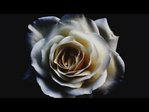 Alex Alexander & Lucas Estrada ft. Kozze - A Little Thing We've Got [Audio Only]