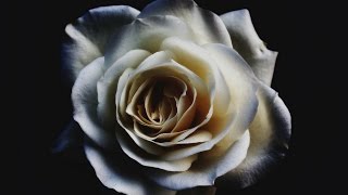 Alex Alexander &amp; Lucas Estrada ft. Kozze - A Little Thing We've Got [Audio Only]