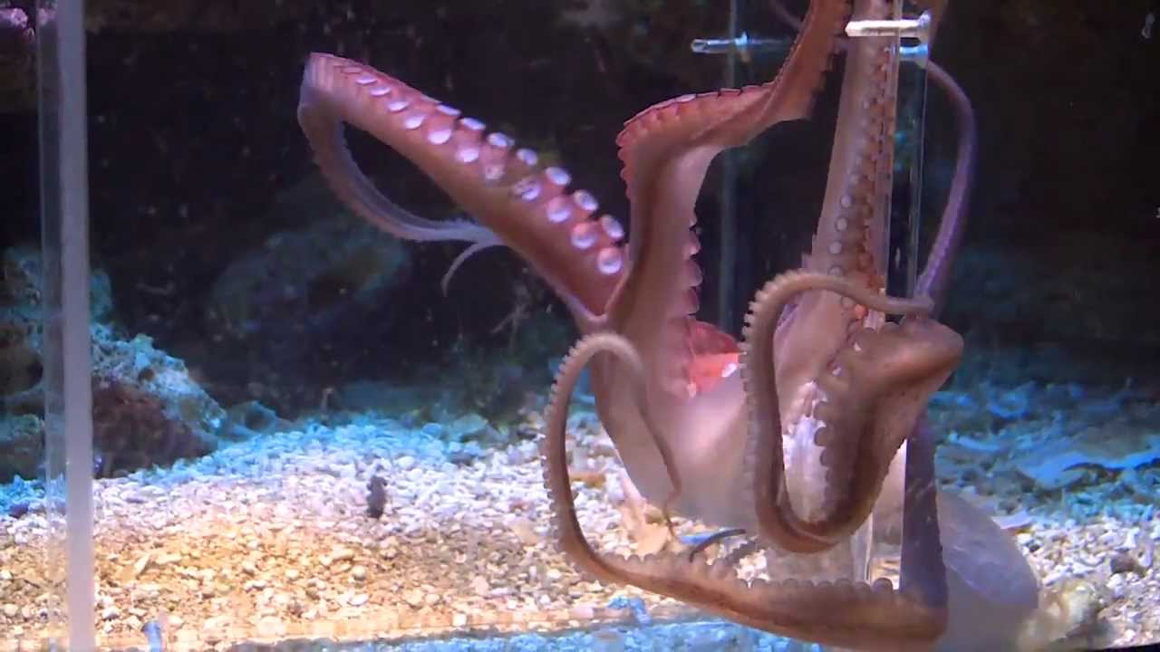 Intelligence et adaptation du poulpe  /  hunting octopus