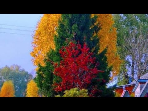 Stirring Shift - ‘ Sweet Emotion ‘ - Aerosmith