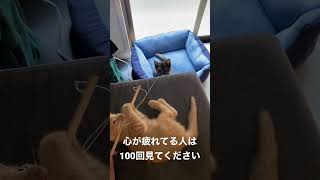 かわいい子猫シリーズ #3