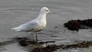 preview picture of video 'Vitvingad trut Iceland Gull Larus glaucoides 2012-01-15  Kattvik Skåne Sverige'