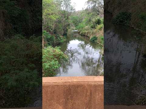 Ribeirão Grande Divisa de Prado Ferreira com Cambé PR #shorts !