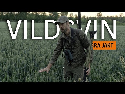 Vildsvinsjakt i spannmålen (2022) - "Studera, studera, studera!!" | BRA JAKT