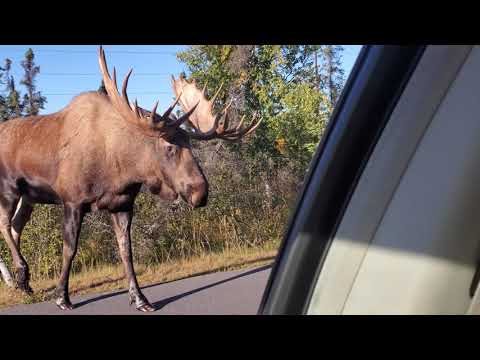 Huge Bull moose up close in Anchorage Alaska!