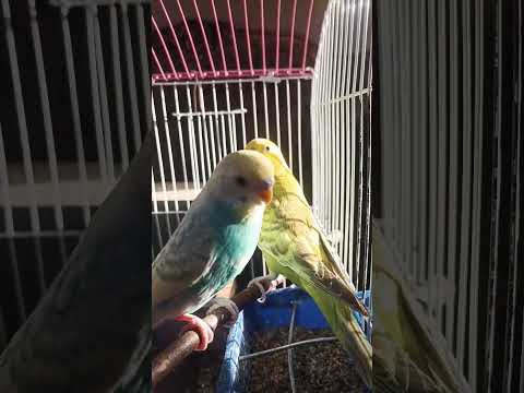 Nature Sound Relaxation-Soothing Forest Birds Singing-Relaxing Sleep-Bird Chirping Sound #shorts