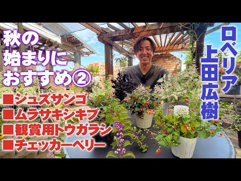 園芸 バルフォアバルサム