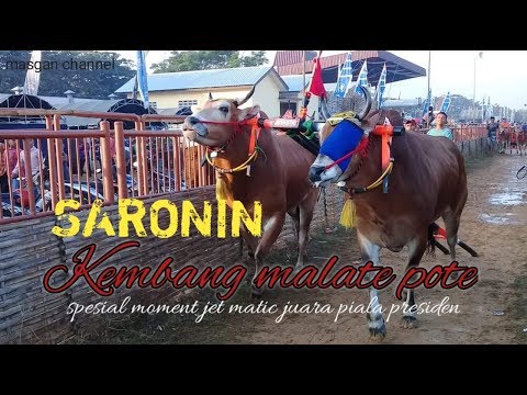 Saronin KEMBANG MALATE POTE // spesial jet matic