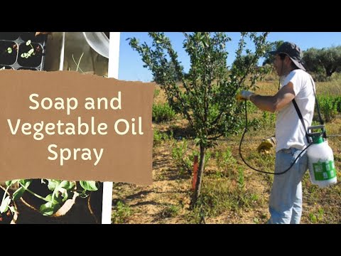 Soap and Vegetable Oil Spray - Natural Insecticide - Garden and Orchard Pest Control