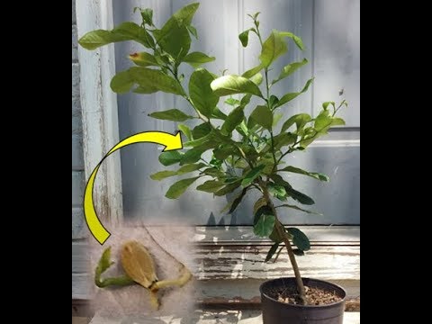 From Seed to Sapling: Lemon Tree Time lapse