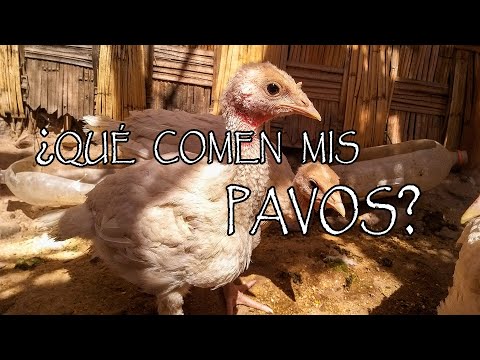 , title : '¿Qué comen los pavos/guajolotes?'
