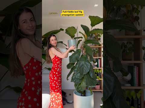 🌿✂️How to propagate a ficus lyrata fiddle leaf fig tutorial! #plantcare #ficuslyrata #planttiips