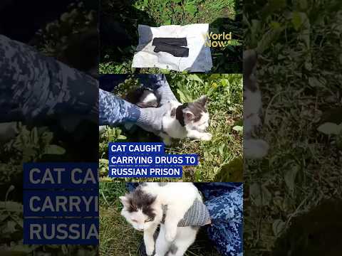 Cat caught carrying drugs to Russian prison #worldnow