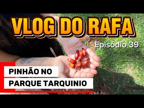 ACHAMOS PINHÃO NO PARQUE TARQUINIO EM CASCAVEL-PR - Episódio 39 - VLOG DO RAFA 