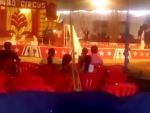 Dogs in jumbo circus. See them up.