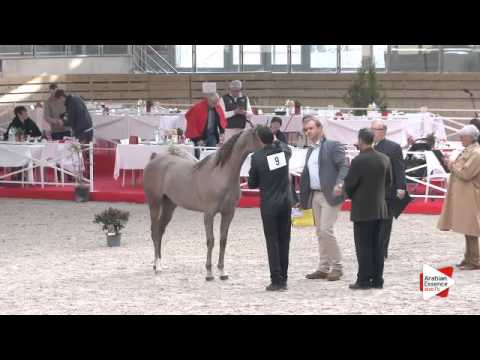 N.9 MESSILA DOMITIA - DEAUVILLE 2015 - Yearling Fillies (Class 1B)