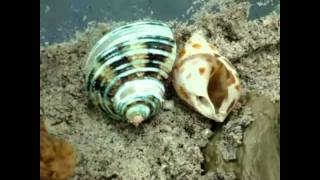 The Life Of A Seashell(original song)-Trace Collins