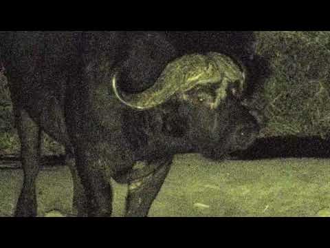 Djuma: Lone Buffalo bull returns for a drink - 19:22  - 06/18/18