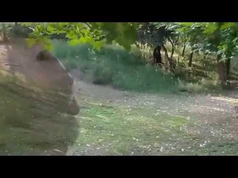 liberta Albano Carissi instrumental