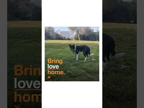 Youtube Video Embed