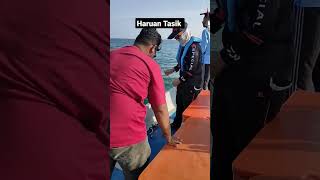 Download lagu Strike Haruan Tasik | Cobia Fishing #short #shortvideo #shorts mp3