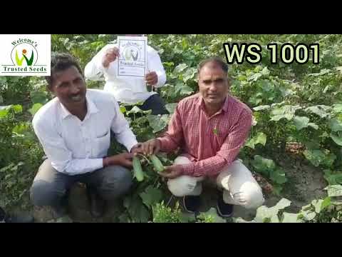 , title : 'Cucumber WS 1001 , Gurudaspur, Punjab, November 2022'