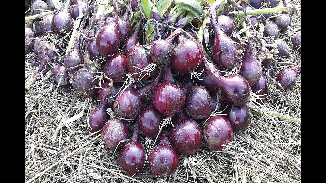 КАК ВЫРАСТИТЬ ДВА УРОЖАЯ за год НА УЗКОЙ ГРЯДКЕ? ЛУК РЕД БАРОН.