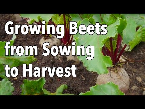 , title : 'Growing Beets from Sowing to Harvest
