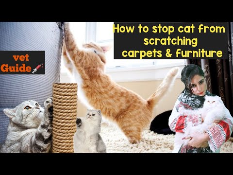 How To Stop Your Cat From Scratching the Carpet/Cat Scratch Tips/Why Scratching is Important to Cats