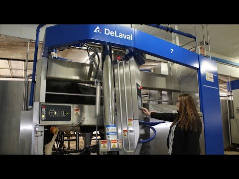 Робот дояр DeLaval VMS™ V300 - подготовка и доение коров