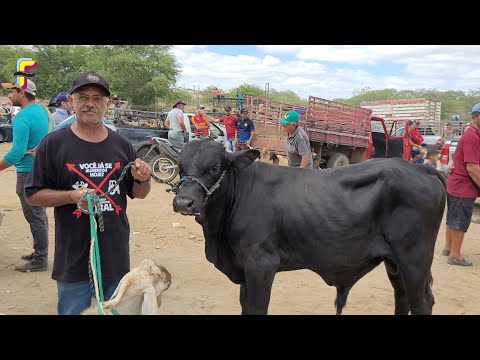 FEIRA DE ANIMAIS EM BOA VISTA-PB - 15/11/2025