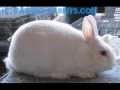 Florida White Rabbits 