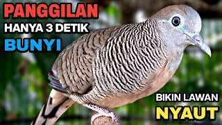 Download lagu Perkutut Lokal Gacor Suara Besar Pancingan Burung Perkutut Agar Cepat Bunyi. mp3 Download lagu Perkutut Lokal Gacor Suara Besar Pancingan Burung Perkutut Agar Cepat Bunyi. mp3