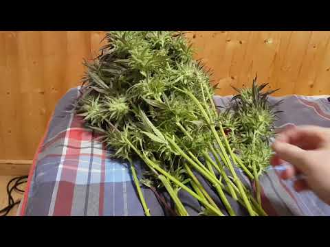 UKFN 2019 - The Final Harvest of 2019