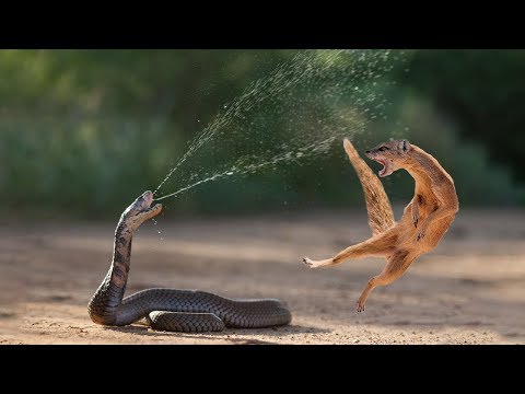 7 Batalhas de animais gravadas em vídeo 4