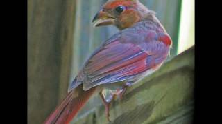 Allison Moorer - "Mark My Word"