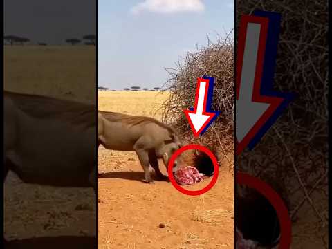 숫사자는 마치 개그맨 지망생 같다 😂🐗🦁 The lion looks like an aspiring comedian 😂🐗🦁