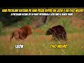 Una peculiar escena de Batalla entre un Leon y Oso Negro | Lion vs Bear