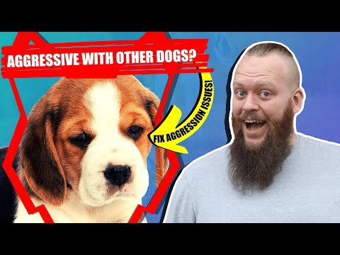 3rd YouTube video about are beagles aggressive