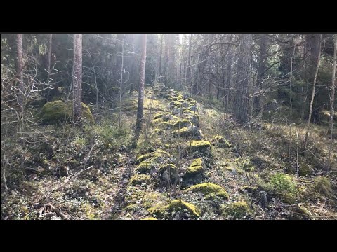 Hike into the forrest (Making 2020 little bit better)
