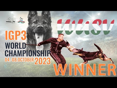 Winner WUSV WM 2023 // Leo de Jardines del Real - Marcos Ferre // workingdog