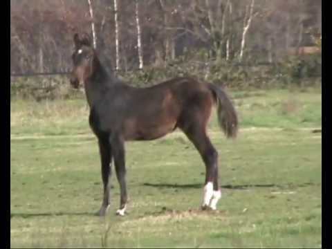 Vitalis - Hengstfohlen von 2012 zu verkaufen - Colt for sale
