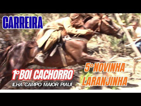 Carreiras do boi Cachorro e Novilha Laranjinha, Campo Maior-PI#boinamoita