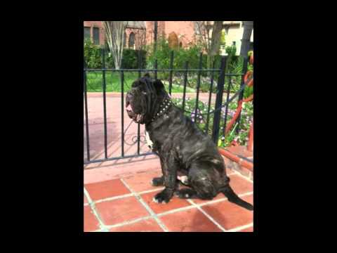 Neapolitan Mastiff, The Don, 1 year