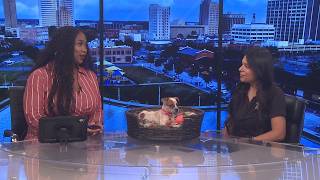 Beaumont Animal Care offers $20 adoptions for Clear the Shelters month