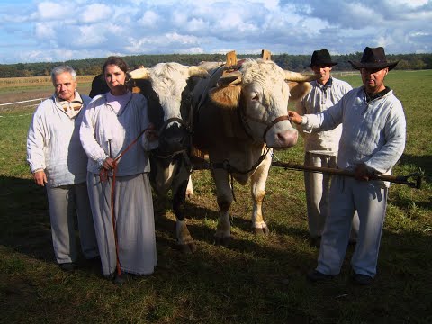 Zwierzęta gospodarskie
