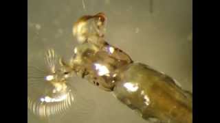Trypanosomatids - Parasites of Insects (Simuliidae)