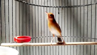 Download lagu BURUNG CICI PADI GACOR‼️ mp3 Download lagu BURUNG CICI PADI GACOR‼️ mp3